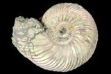 Iridescent, Pyritized Ammonite (Quenstedticeras) Fossil - Russia #175005-1